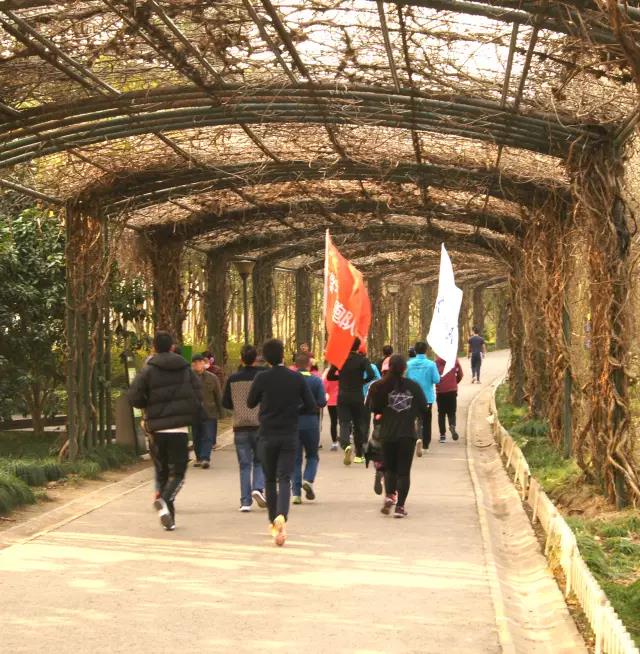 無錫紫蘋果裝飾